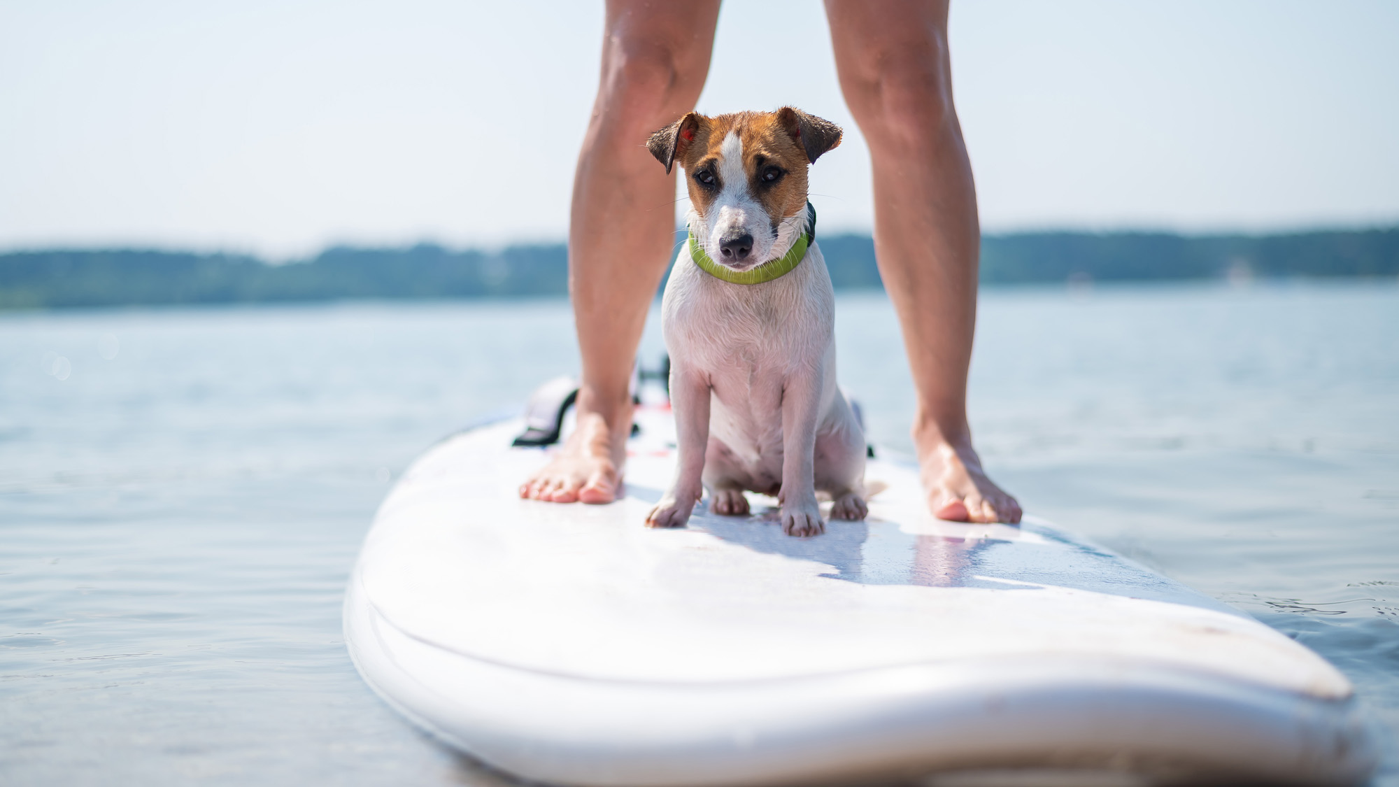 Stand Up Paddle mieten und heimische Gewässer erkunden